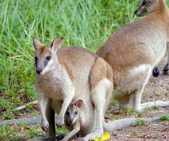 Replay Daintree, l'Australie des origines - Merveilles de la nature