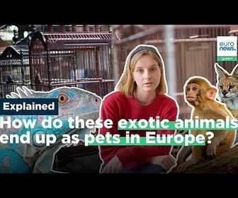 Replay Nés en captivité ou volés dans la nature : ces animaux exotiques devenus domestiqués en Europe