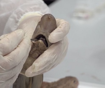 Replay ARTE Journal - Le requin, vigie de la santé des océans