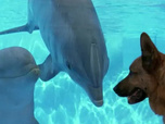 Replay Rex, chien flic - Mort au delphinarium