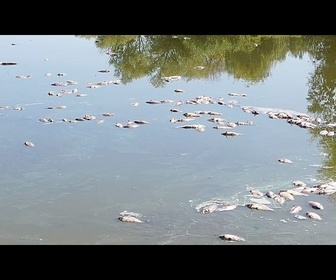 Replay Pénurie d'eau en Hongrie : des lacs à sec et des milliers de poissons morts