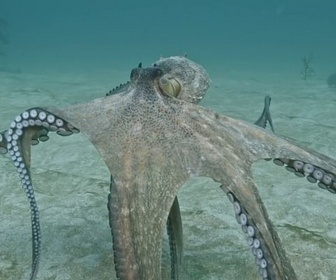 Replay ARTE JUNIOR Le magazine - Pêcheurs et scientifiques unis pour la mer