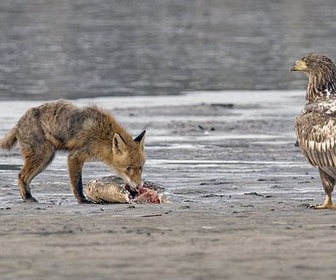 Replay Entre eaux et forêts - Le monde secret des animaux