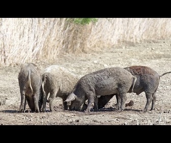 Replay L'UE envoie des experts en Catalogne pour enrayer l'épidémie de peste porcine