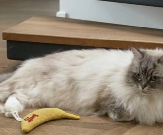 Replay La vie secrète des chats - S4E6 - Mon chat, sa maison et moi