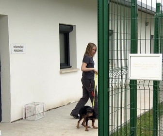 Replay Animaux à adopter - Sabaka, Cricket et Didi