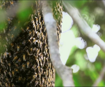 Replay Les maîtres des abeilles - Indonésie, l'arbre à miel sacré