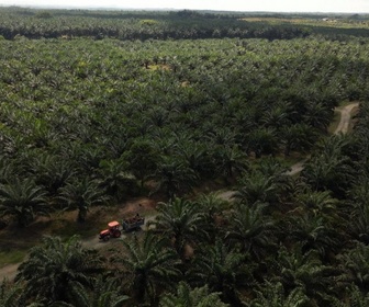 Replay Focus - Malaisie : l'industrie de l'huile de palme peine à se conformer aux règlements de l'UE