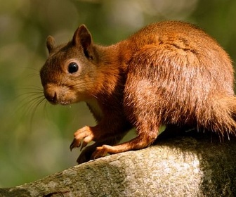 Replay Automne - L'Irlande sauvage en quatre saisons