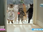 Replay Le grand bêtisier des animaux - Émission 6