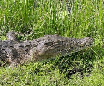 Replay Timor oriental, au pays des crocodiles