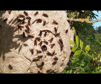 Replay Des frelons aux algues : La menace croissante des espèces exotiques envahissantes en Europe