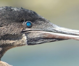Replay Un paradis secret - Les Galapagos