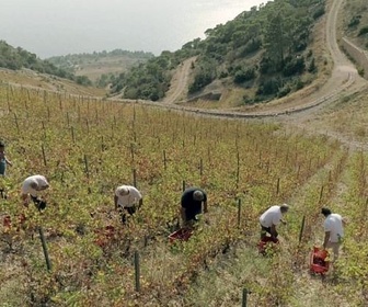 Replay Croatie : la vigne se lève à l'Est - Des vignes et des hommes