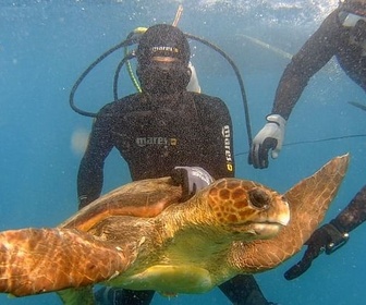 Replay Cap-Vert, les chiens au secours des tortues - GEO Reportage