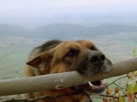 Replay Rex, chien flic - La baby-sitter