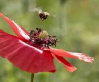 Replay Les maîtres des abeilles - 09/11/2025