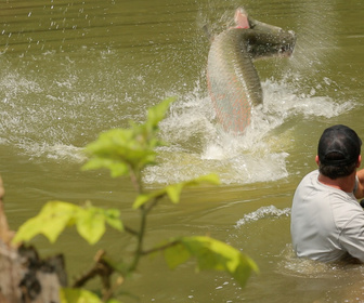 Replay Pêche XXL - S1E3 - Les dinosaures de l'Amazonie