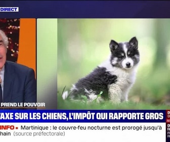 Replay Perrine jusqu'à minuit - Taxe sur les chiens, l'impôt qui rapporte gros - 14/10