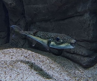 Replay ARTE Journal - Les poissons globes, une menace pour la Grèce