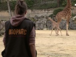 Replay Zoo, le défi de demain - Une inauguration sous pression