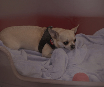 Replay Chiens et chats sans collier - Des vies à récoller