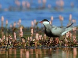 Replay La Brenne, le pays aux mille étangs - La France sauvage