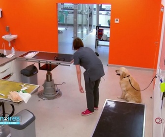 Replay Vétérinaires : leur vie en direct - Quand Eliote le Golden tente de sauver Ayme la Westy