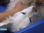 Replay Vétérinaires : leur vie en direct - De quel mal souffre le chien Twister ?