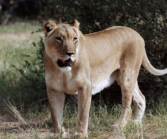 Replay Botswana, vivre avec les lions