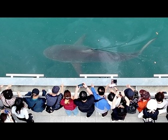 Replay Foules massives devant le sauvetage d'un requin échoué en Corée du Sud