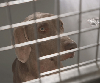 Replay Chiens et chats sans collier - Déconfiance et renaissance
