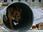 Replay Rex, chien flic
