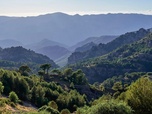 Replay Les forêts des sommets