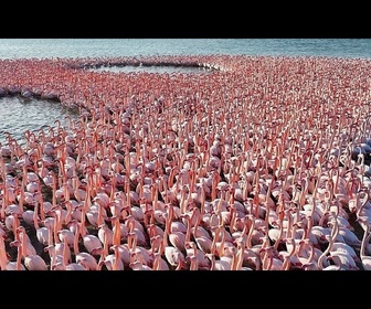 Replay Les merveilles naturelles du Kazakhstan : Où les flamants roses colorent la steppe