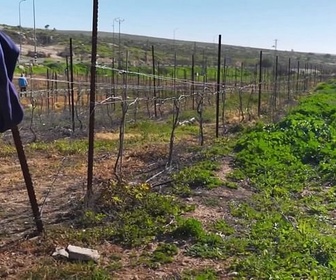Replay ARTE Journal - Israël : les vignerons colons