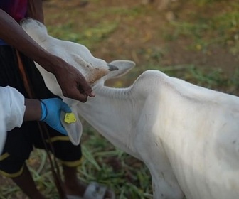 Replay ARTE Journal - Zoonoses : surveiller les animaux pour protéger les humains
