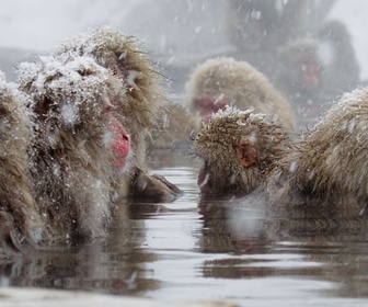 Replay Des singes en hiver : les macaques japonais