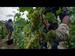 Replay Vendanges en Champagne : pourquoi la récolte débute-t-elle dès la mi-août ?