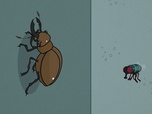 Replay ARTE Journal Junior - Comment les insectes se déplacent-ils sur les murs ?