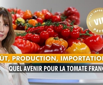 Replay VIP Very Important Paysans - Goût, production, importations : Quel avenir pour la tomate française ?