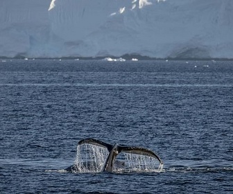 Replay Pourquoi faut-il de toute urgence protéger les espèces migratrices ?