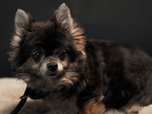 Replay Chiens et chats sans collier - Petites vies, grandes espérances