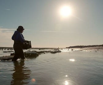 Replay Le berceau de l'aquarium du monde - Le golfe de Californie