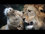 Replay Des lionceaux de Barbarie ‘éteints à l'état sauvage' dans un zoo tchèque vont être relocalisés