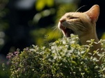 Replay La défonce des animaux