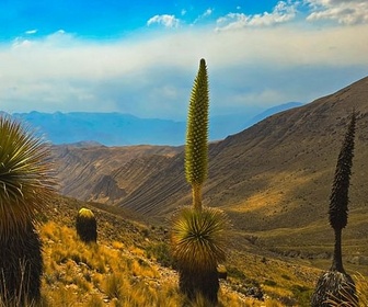 Replay Les écrins sauvages de la nature