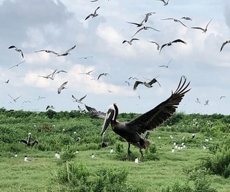 Replay Louisiane, la passion des oiseaux - 360° Reportage