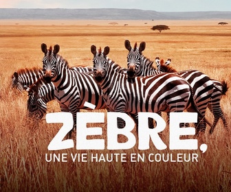 Replay Zèbre, une vie haute en couleur