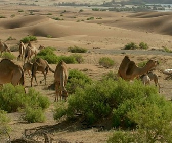 Replay Maroc, les maîtres de l'eau du Tafilalet - Oasis